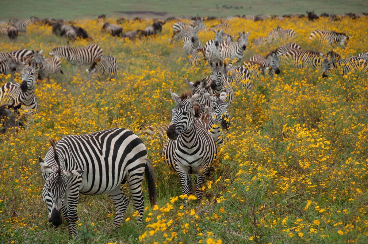 Lightroom before example 7 by Daniel Bilsborough