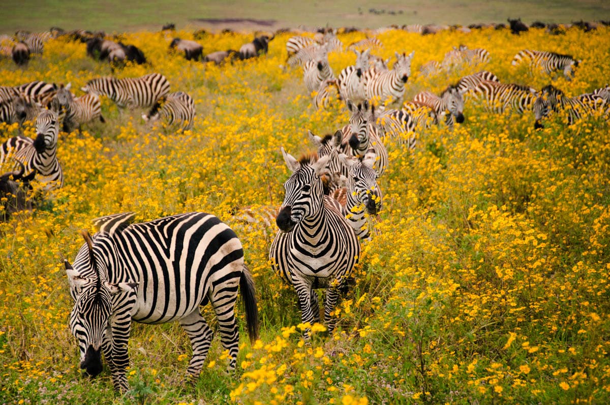 Lightroom after example 7 by Daniel Bilsborough