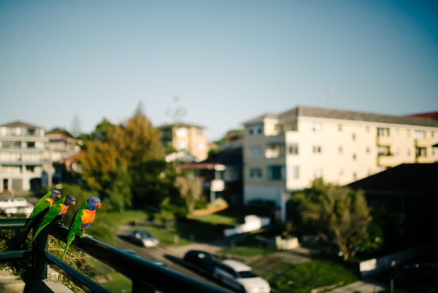 Sydney photography by Daniel Bilsborough