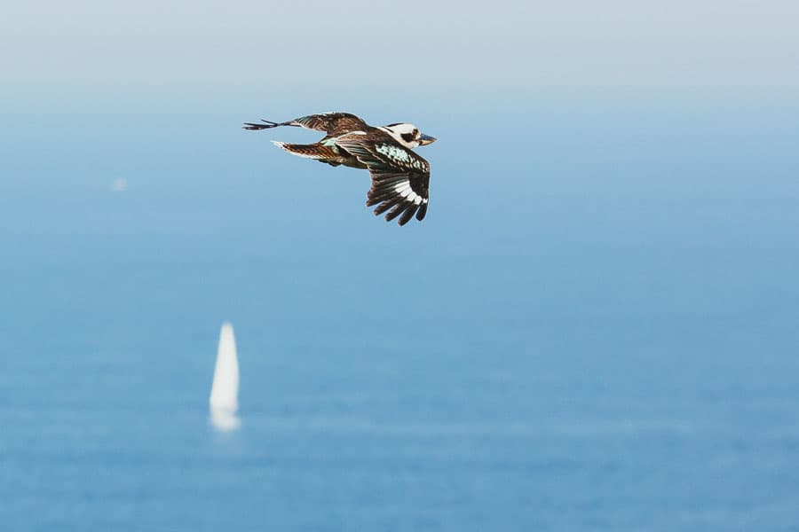 Sydney photography by Daniel Bilsborough