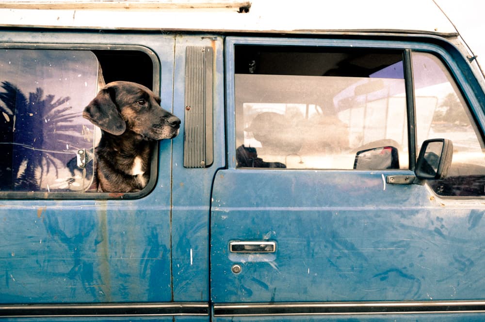 Dog in blue van photographed during Melbourne photography course